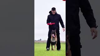 Votre chien a un super pouvoir  🔥 chien dog malinois [upl. by Reifinnej]