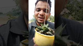 Growth update on my Haworthia PlantThank you for 950 subscribers like nature gardening views [upl. by Emelun]