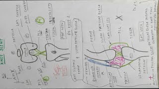 Knee Joint 3 Ligament Diagram  TCML [upl. by Laverne]