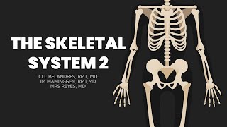 Skeletal System Part 2 [upl. by Esertak354]