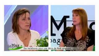 Comment cultiver les hellébores  Mag de Campagnes TV [upl. by Andromada]