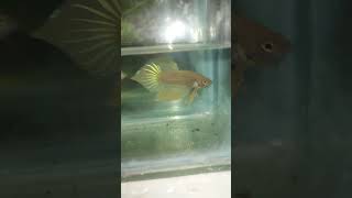 Wild yellow splendens spade tail [upl. by Neale]