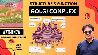 Golgi Complex  Structure amp Function of Golgi Apparatus  Bio Grade 11  Federal Board Pakistan 2024 [upl. by Waldner]