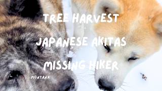 Christmas Tree Harvest Japanese Akitas amp A Missing Hiker  Montana [upl. by Maighdiln587]