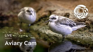 Live Aviary Cam  Monterey Bay Aquarium [upl. by Gnak885]