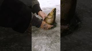 INSANE Splake HYBRID Trout on Tip Up  Ice Fishing [upl. by Ivory]