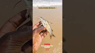 Baby Hardhead Catfish Life Saved 😿 ✔️✔️ catchingfish catfish ytviral ytshortsindia ytshorts [upl. by Hekking]