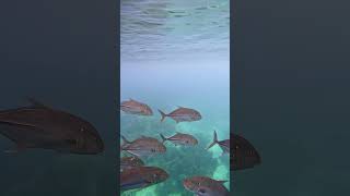 Fish Eye Marine Park Observatory guam fish guamlife attractions グアム [upl. by Mick]