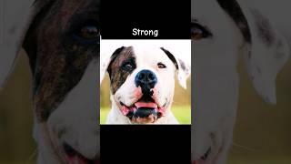 Overbred Bulldog toadsline bulldog 🐾 Thank u 2 whoevers sound I used  overbred bulldog [upl. by Aicat]