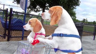 Dog Takes Puppy on Journey in Shopping Cart Cute Dog Maymo and Puppy Penny [upl. by Esmond]