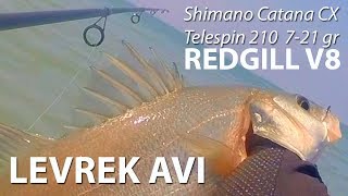 LEVREK AVI Shimano Catana CX Telespin 210 721 gr ve REDGILL V8 [upl. by Launam927]