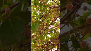 Indian gumberry tree youtubeshorts shorts Cordiadichotoma gumberry berries [upl. by Novaelc]