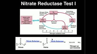 Microbiology Nitrate Reductase Test [upl. by Vin]