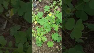 Oxalis plant plants science biology [upl. by Lahsiv]