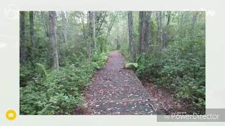 Belleplain State Forest NJ Run  East Creek And Meisle Trail [upl. by Leis893]