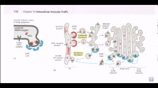 Protein secretion pathway ER to Golgi [upl. by Lechar]