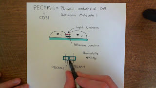 Cell Adhesion Molecules Part 3 [upl. by Altaf207]