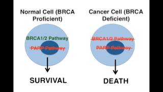 Mechanisms of PARP Inhibition A Mode of Targeted Cancer Treatment [upl. by Ariaet497]