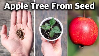 How to Grow an Apple Tree from SEED to FRUIT in 3 YEARS 🍎 [upl. by Alleuqram]