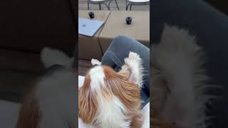 Cavalier King chilling in Florence 🐶 europe dog traveldog puppy cavalierkingcharles doglover [upl. by Adyahs]