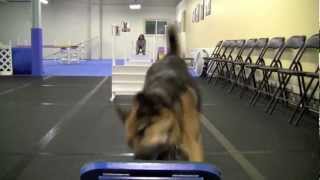 German Shepherd learning to fly ball [upl. by Yeldarb]