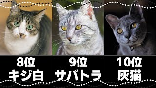 人気の猫柄トップ10｜日本に多い猫の柄は？毛色の特徴や性格 [upl. by Tanberg]