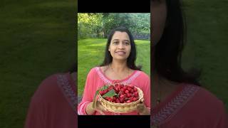 Organic cherrycherrycherry vlogs cherry plantcherry recipeshortsviral shortsviral [upl. by Ialocin]