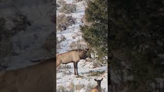 Coming soon An Idaho elk hunt blessed fyp foryou hunting elkhunting bigbucks muledeer [upl. by Dov381]