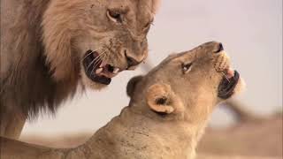 Lion Pride Documentary  African Lion in the Luangwa Valley Nature  HD 1080P [upl. by Harod477]