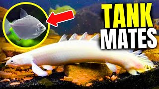 15 Best Bichir Tank Mates [upl. by Faber]