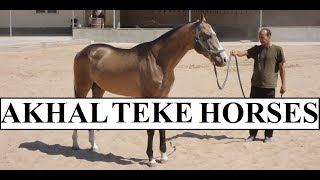 Turkmenistan Beautiful AkhalTeke Horses Part 9 [upl. by Lash]