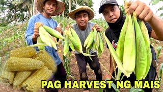 Unang Harvest ng Mais Nilagang mais Meryenda namin parang kailan lang [upl. by Onailimixam803]