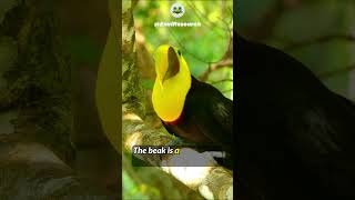 What Toucans Beak made of  birdlife toucanbird [upl. by Ettenav]