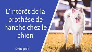 Lintérêt de la prothèse de hanche chez le chien [upl. by Ashwell]