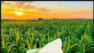 🌽An quotunsmokedquot Cob Tuesday🌽 [upl. by Cahan]