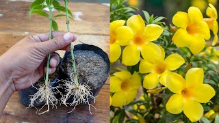 Easy method to propagate any plant from cuttings  How to grow allamanda plant [upl. by Clie]