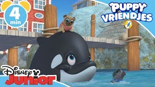 Puppy Vriendjes  Magisch Moment Help de Walvis  Disney Junior BE [upl. by Surad949]