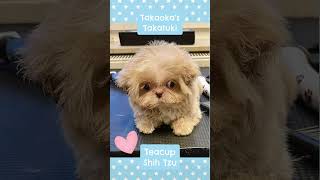 Takaoka’s Takatuki Teacup Shih Tzu ❤️ 4 Monate ❤️ imperialshihtzu teacupshihtzu minishihtzu [upl. by Naltiac506]