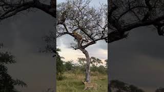 Leopard saved by elephants from lion [upl. by Arymas]