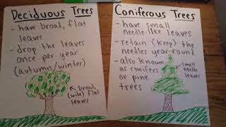 423 Deciduous vs Coniferous Trees [upl. by Ekalb]