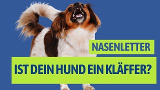 Was tun wenn dein Hund zu viel bellt [upl. by Mortie]