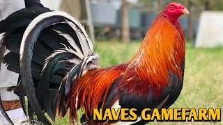 Hatch Albany Pullets  NAVES FARM [upl. by Nellad712]