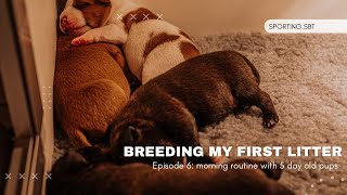 Breeding my first litter morning routine with 5 day old pups  Episode 6 [upl. by Fernald]