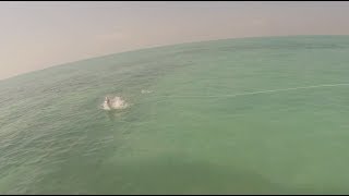 Tarpon On Fly Awesome Take Ambergris Caye Belize HD [upl. by Bibi]