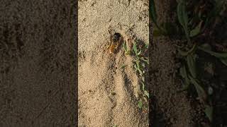 A Bee Wolf excavating sand from its burrow at RSPB Minsmere [upl. by Wesle378]