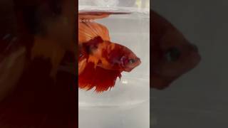 Siamese Fighting Betta Fish… TANGERINE KOI MALE BETTA… One Of The Most Beautiful Fish In The World [upl. by Kolodgie116]