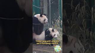 【Pandas World Travel】Life Of Giant Pandas Who Lived In Austria  iPanda [upl. by Nomad]