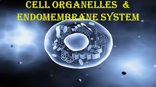 CELL ORGANELLES amp THE ENDOMEMBRANE SYSTEM [upl. by Aicekat]