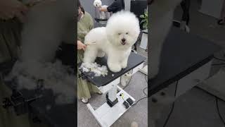 BICHON FRISES PUPPY GETTING FACELIFT AND NEW STYLING 🐶🐾🙉dog cuteanimal grooming pets cute [upl. by Hanima450]