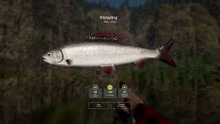 RF4  Belaya River Active Spot  DOUBLE TROPHY Grayling Spot [upl. by Eey]